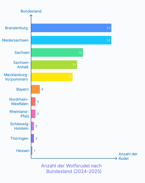 Balkendiagramm der bestätigten Wolfsrudel je Bundesland 2024/25: Brandenburg und Niedersachsen je 54, Sachsen 35, Sachsen-Anhalt 31, Mecklenburg-Vorpommern 28, dann Bayern 6 und die übrigen Länder im niedrigen einstelligen Bereich.
