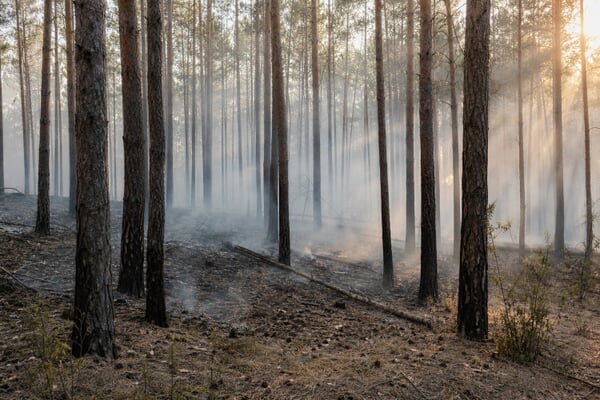 Die Waldbrand-Republik: Warum Brandenburg am stärksten brennt