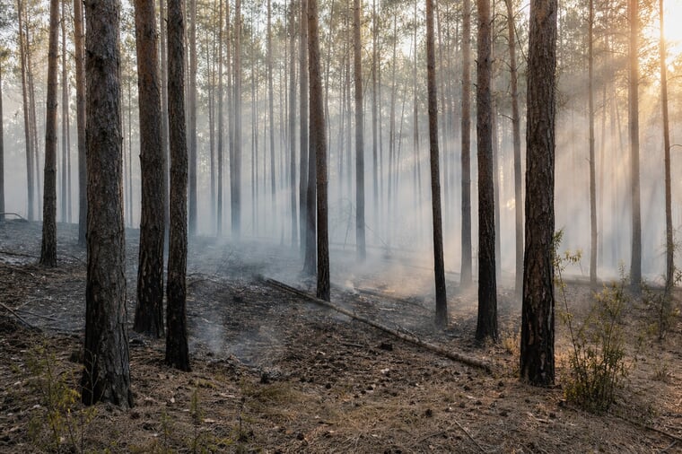 Ein verrauchter Kiefernwald auf Sandboden in Brandenburg im trockenen Sommer, verkohlte Stämme, tiefstehende Sonne im Dunst