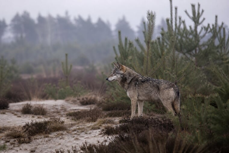 Ein wild lebender Grauwolf steht im Profil am Rand einer sandigen Kiefernheide in der Lausitz, im Morgennebel zwischen jungen Kiefern und Heidekraut