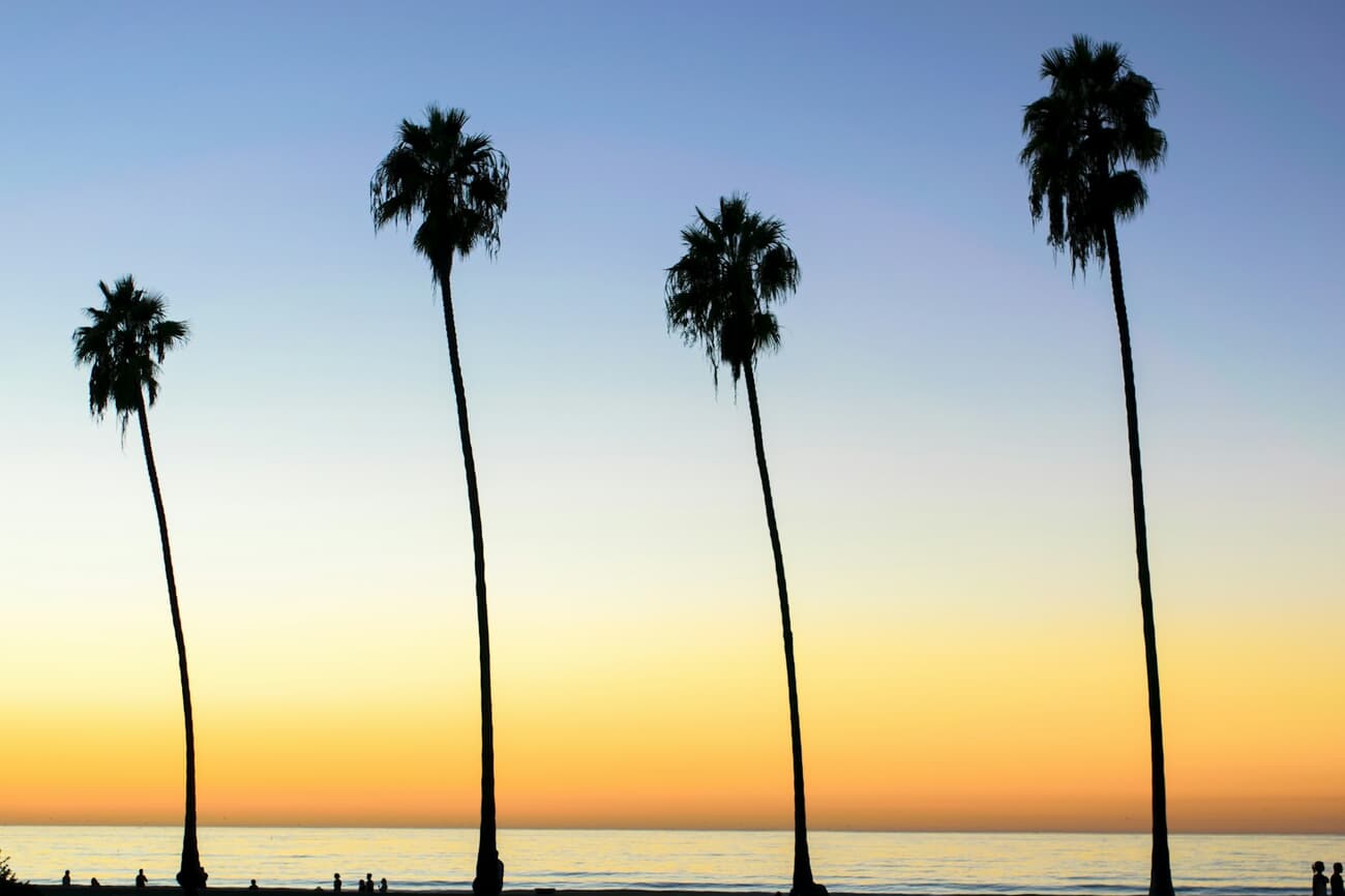 Palm trees silhouetted against a vivid sunset over the coast at La Jolla, San Diego