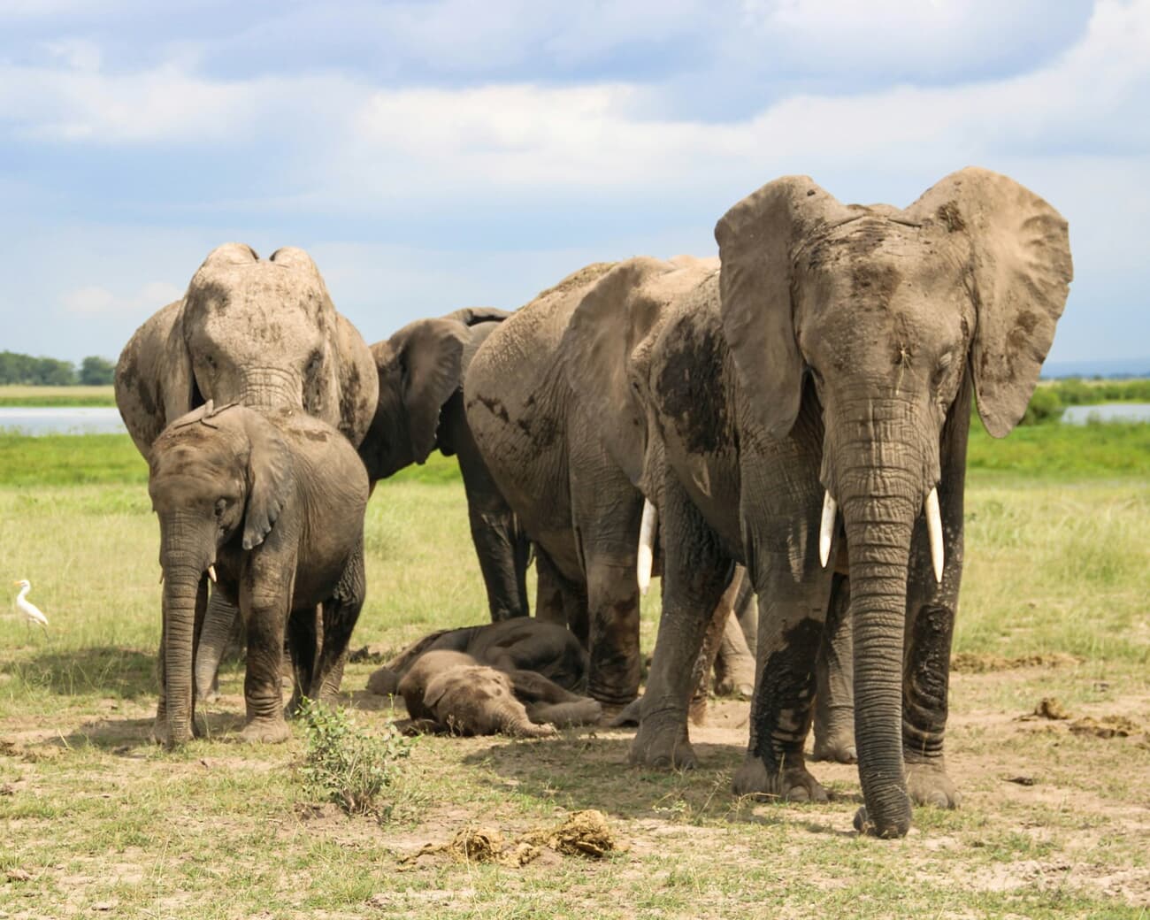 A herd of elephants including a calf on the grassland savanna of Amboseli National Park, Kenya