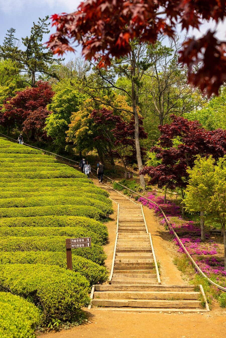 A picturesque garden with neatly arranged tea bushes on a hillside, a wooden staircase leading up th
