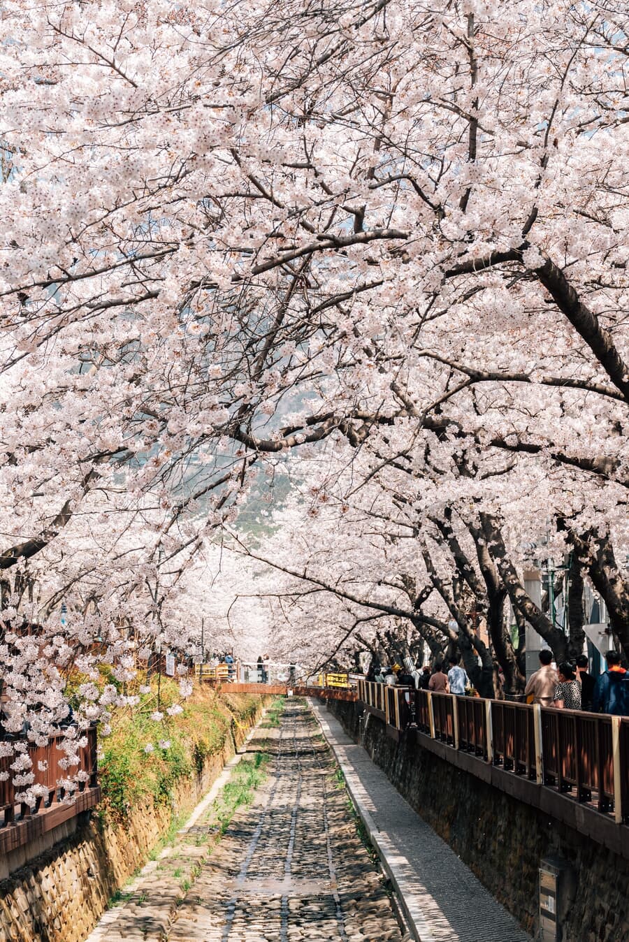 A canal lined with cherry blossoms in full bloom, with people strolling along pathways on either sid
