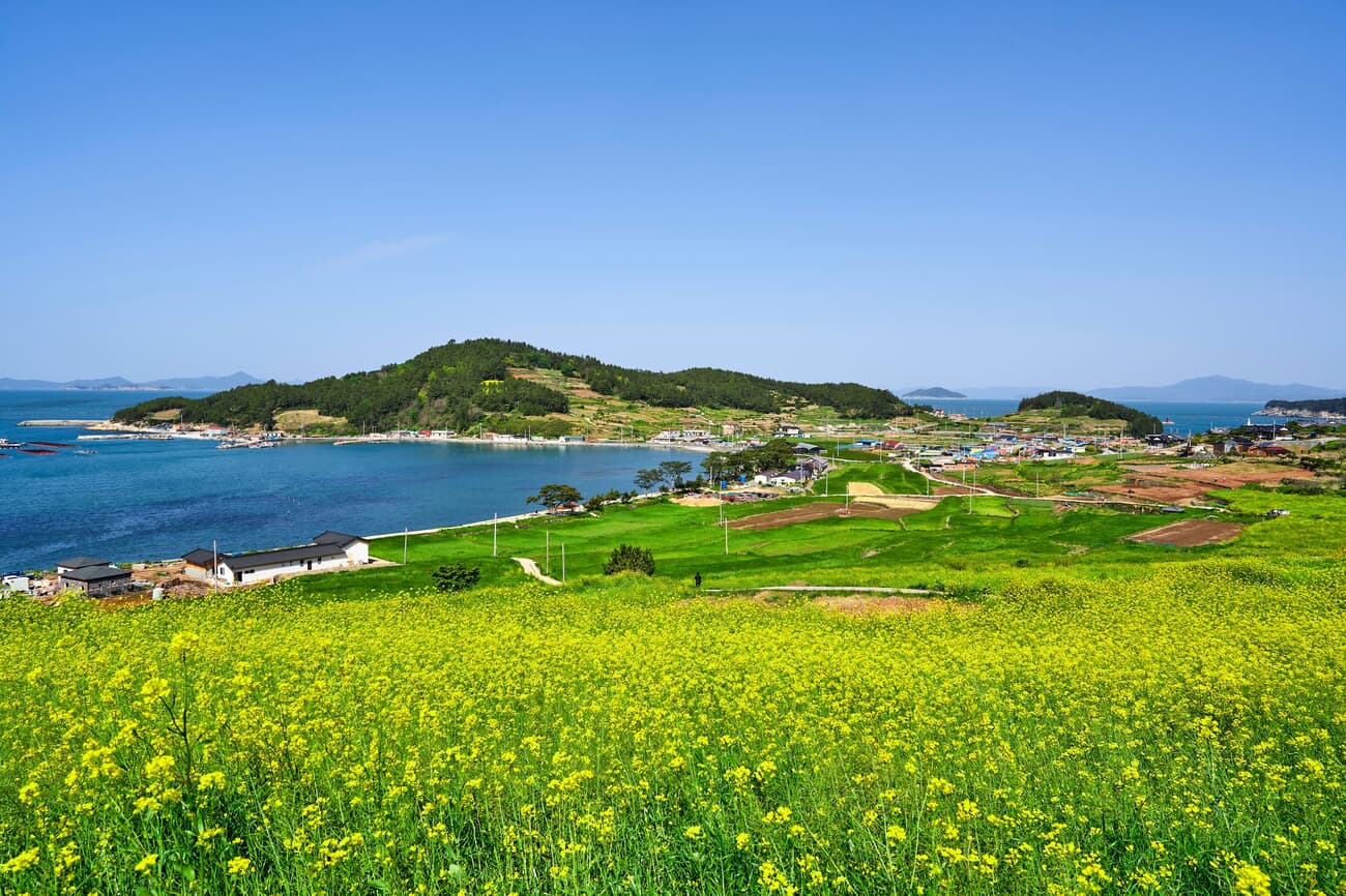 A scenic coastal landscape featuring a meadow with vibrant yellow flowers in the foreground, a small
