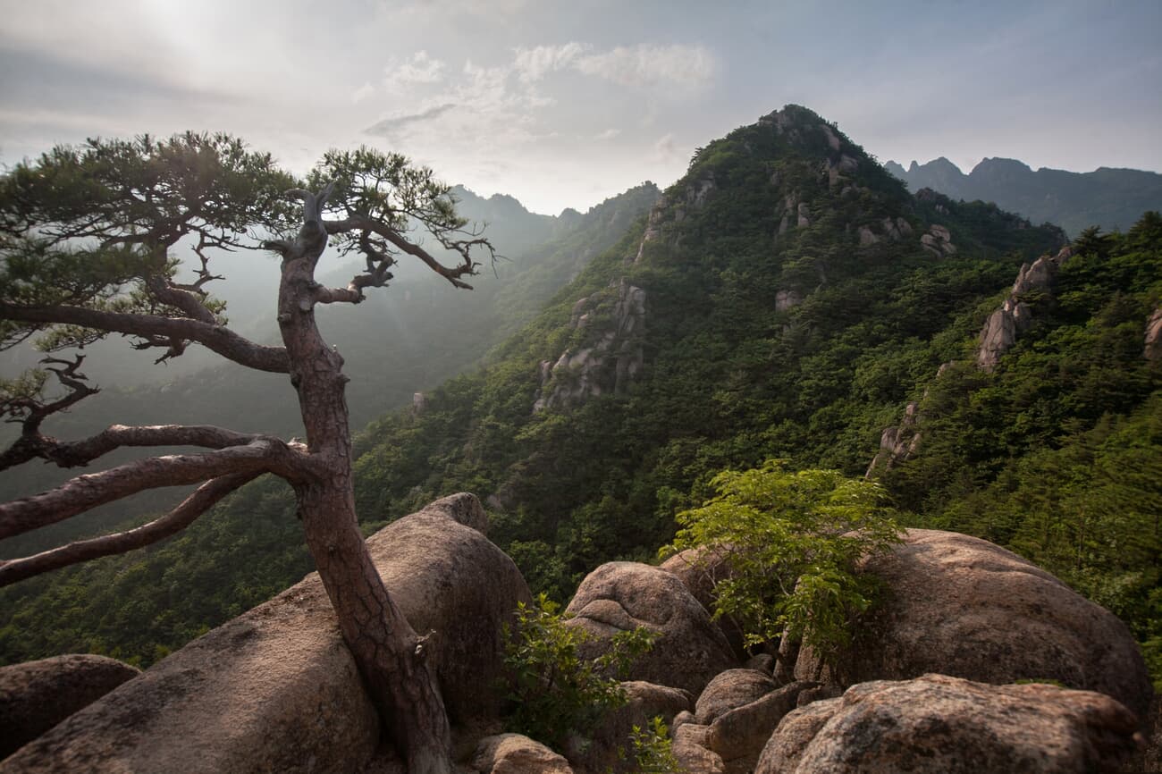 A scenic view of a rugged mountain range with a gnarled tree in the foreground and large boulders su