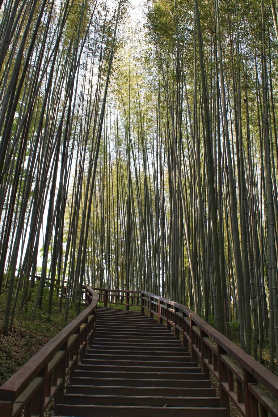 A wooden staircase leading up through a dense bamboo forest with tall, straight bamboo trunks and li