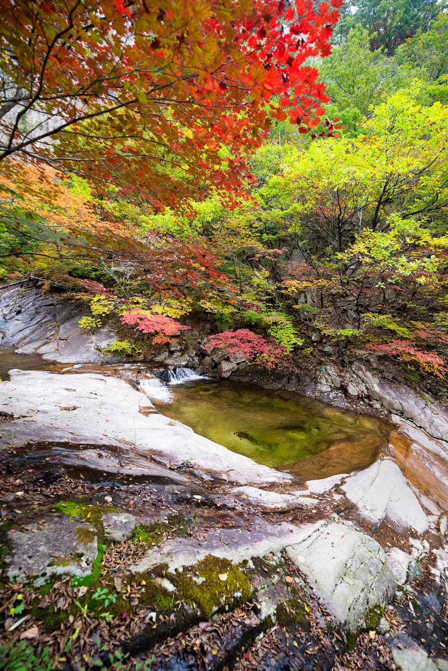 A vibrant autumn scene with red and yellow leaves canopying over a small, tranquil pool of water for