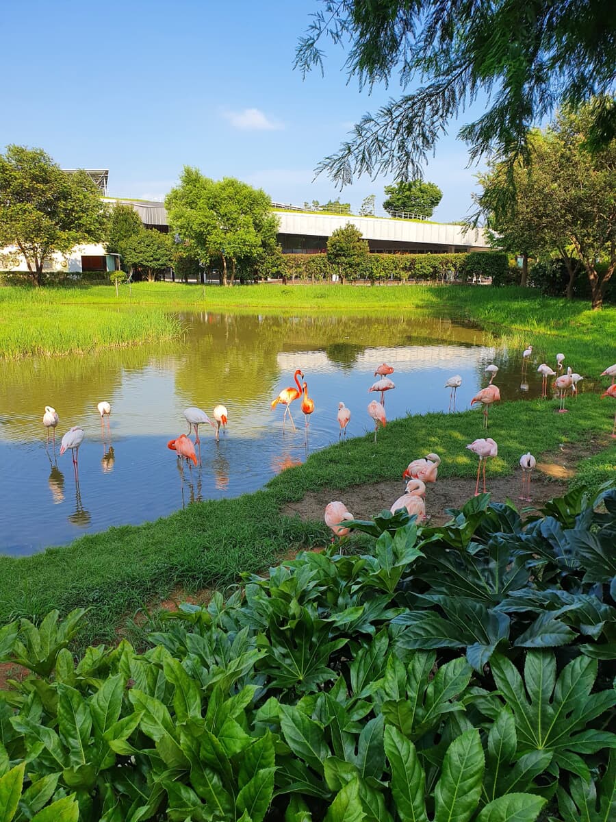A serene pond with a flock of flamingos wading and foraging surrounded by lush greenery, with modern