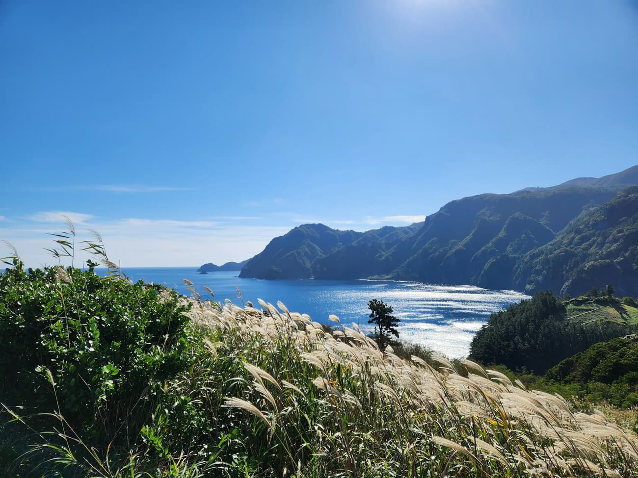 Pampas grass on a hillside above Ulleungdo's cliff-lined northern coast, with the sea shimmering below