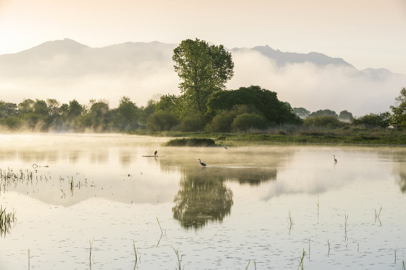 A serene landscape of a misty lake at dawn with herons wading in the water, a solitary tree reflecti