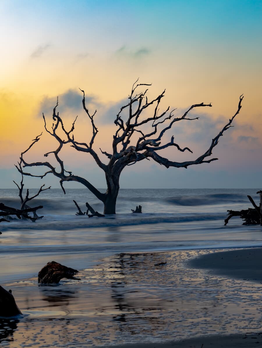 Driftwood Beach, a coastal gallery of nature's sculpted remnants