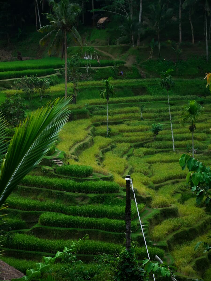 Palm-framed rice terraces step down a hillside near Ubud, Bali's lush cultural heart.