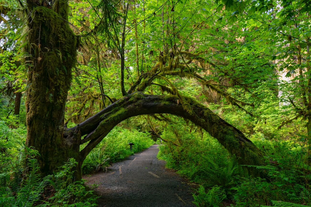 Moss drapes an arching bigleaf maple along a trail in the Hoh Rain Forest, Olympic National Park