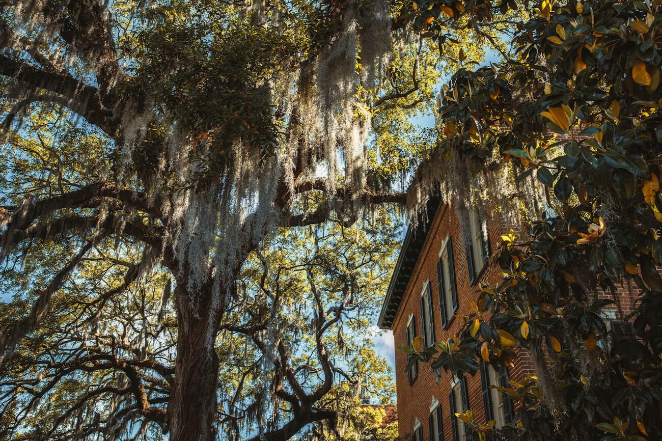 Spanish moss drapes the live oaks beside a historic home in Savannah's downtown squares