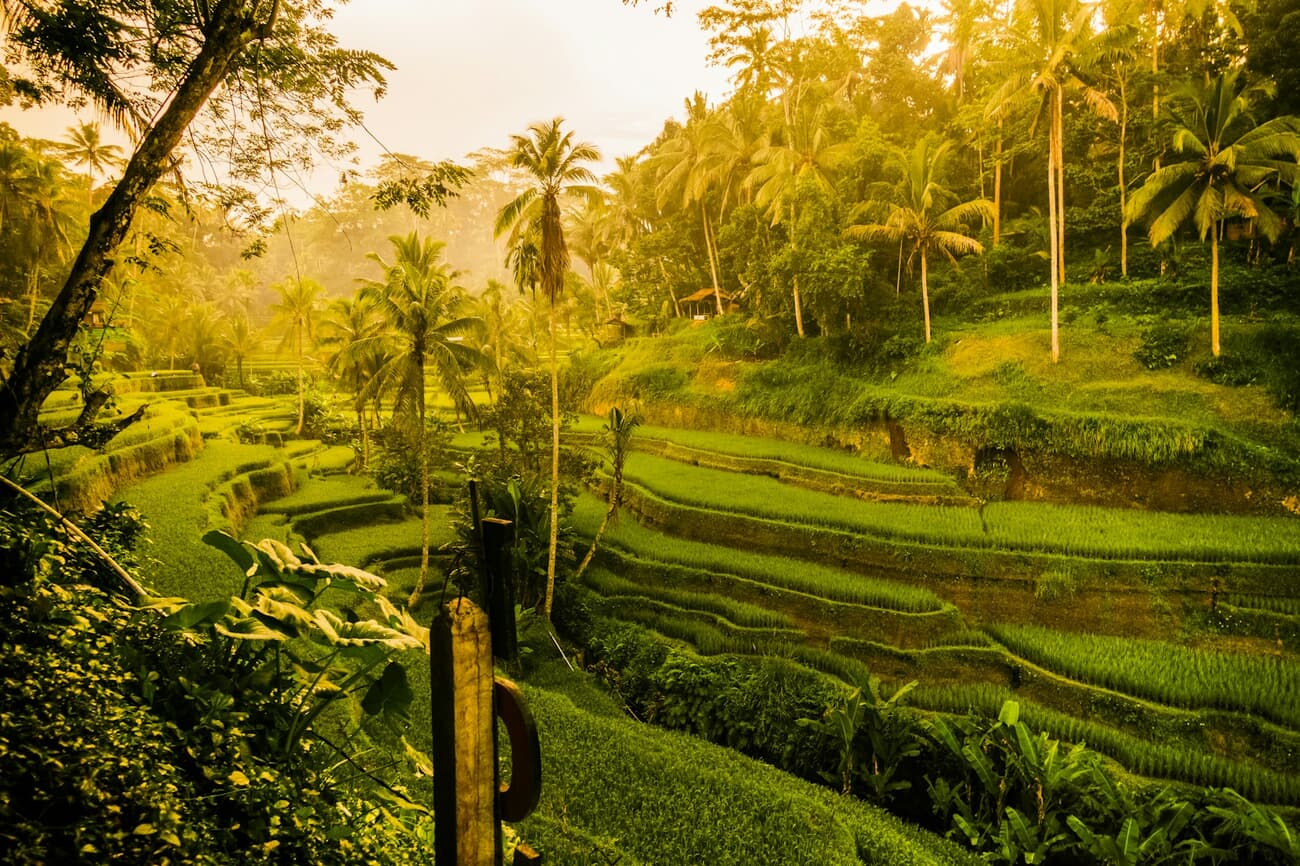 Morning light floods the layered rice terraces near Ubud in Bali, Indonesia