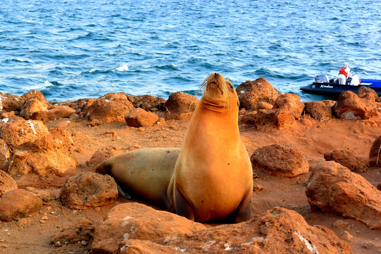 A Galapagos sea lion suns itself on the red rocks of the shoreline, Ecuador