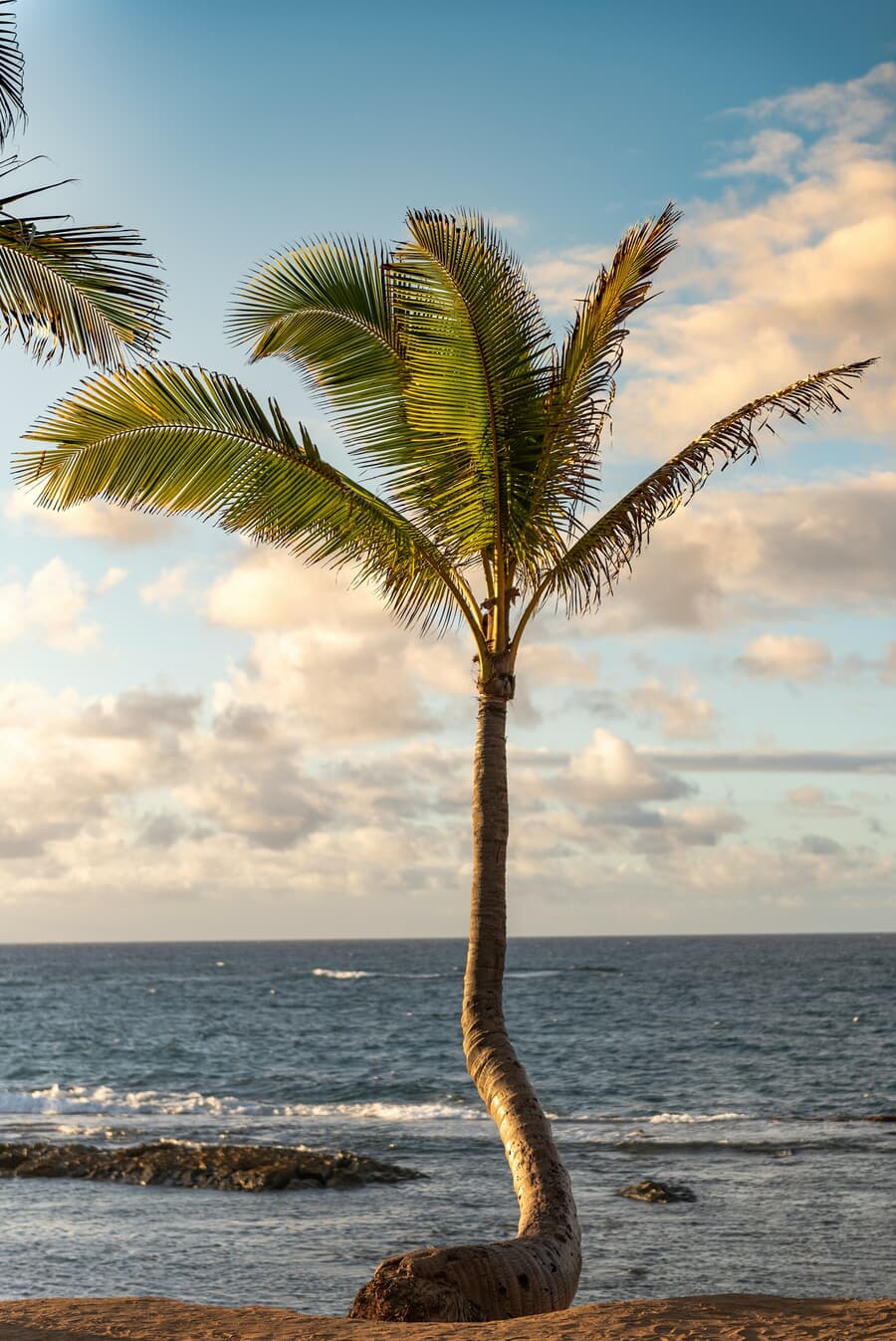 A lone palm leans over the shore at golden hour on Maui, Hawaii