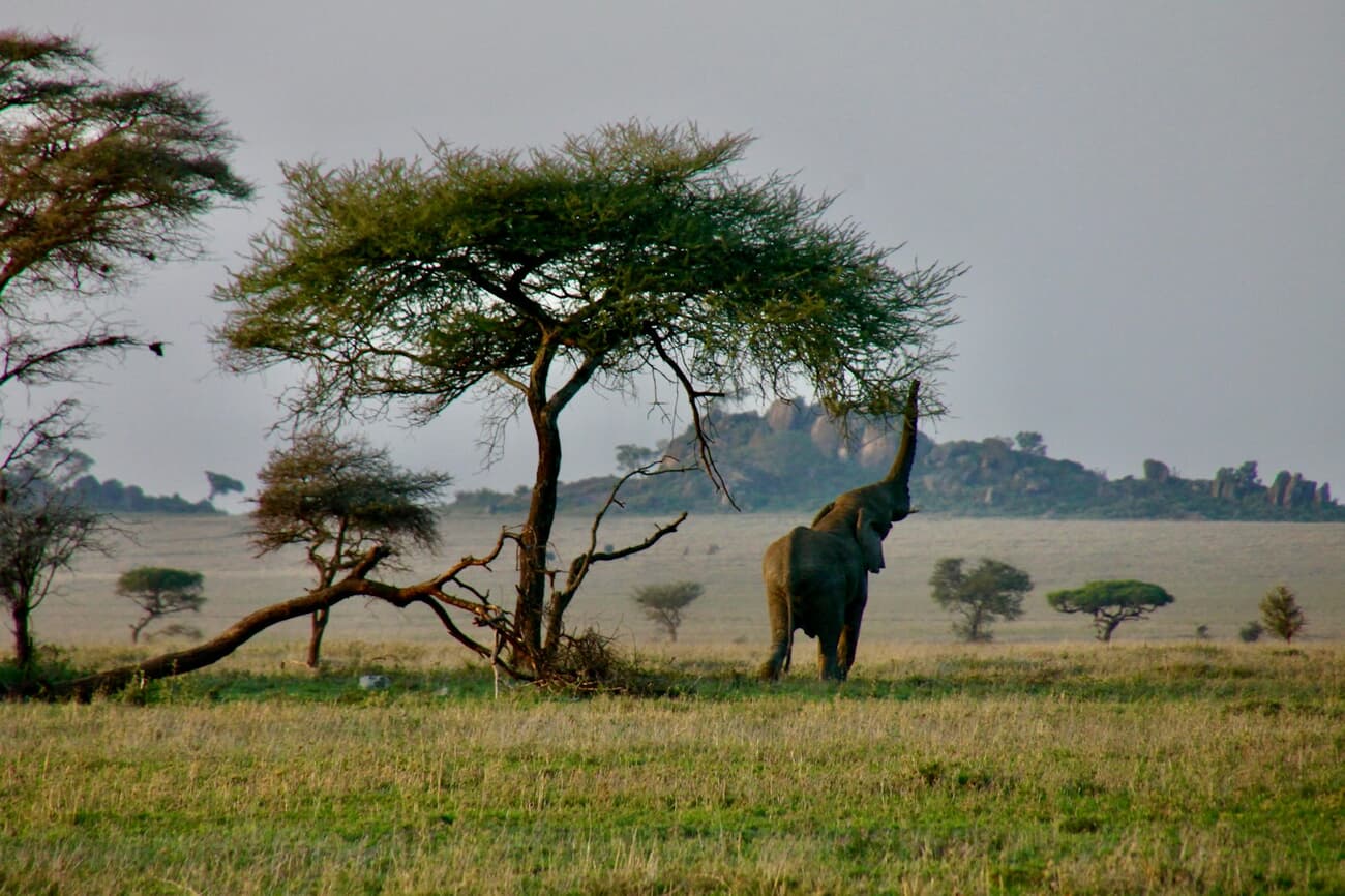 An elephant crosses the acacia-dotted savanna of the Serengeti in Tanzania