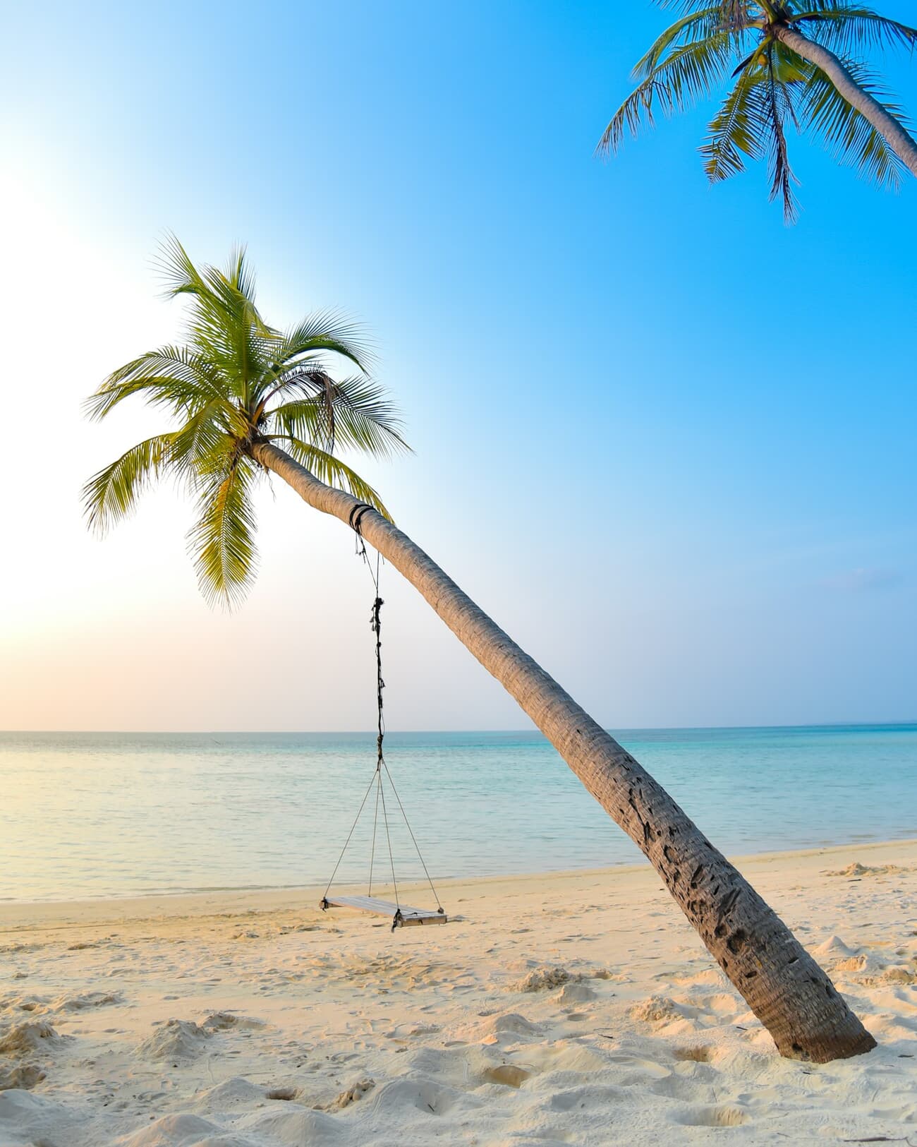 A palm tree leaning over a turquoise lagoon on a Maldivian beach at dusk