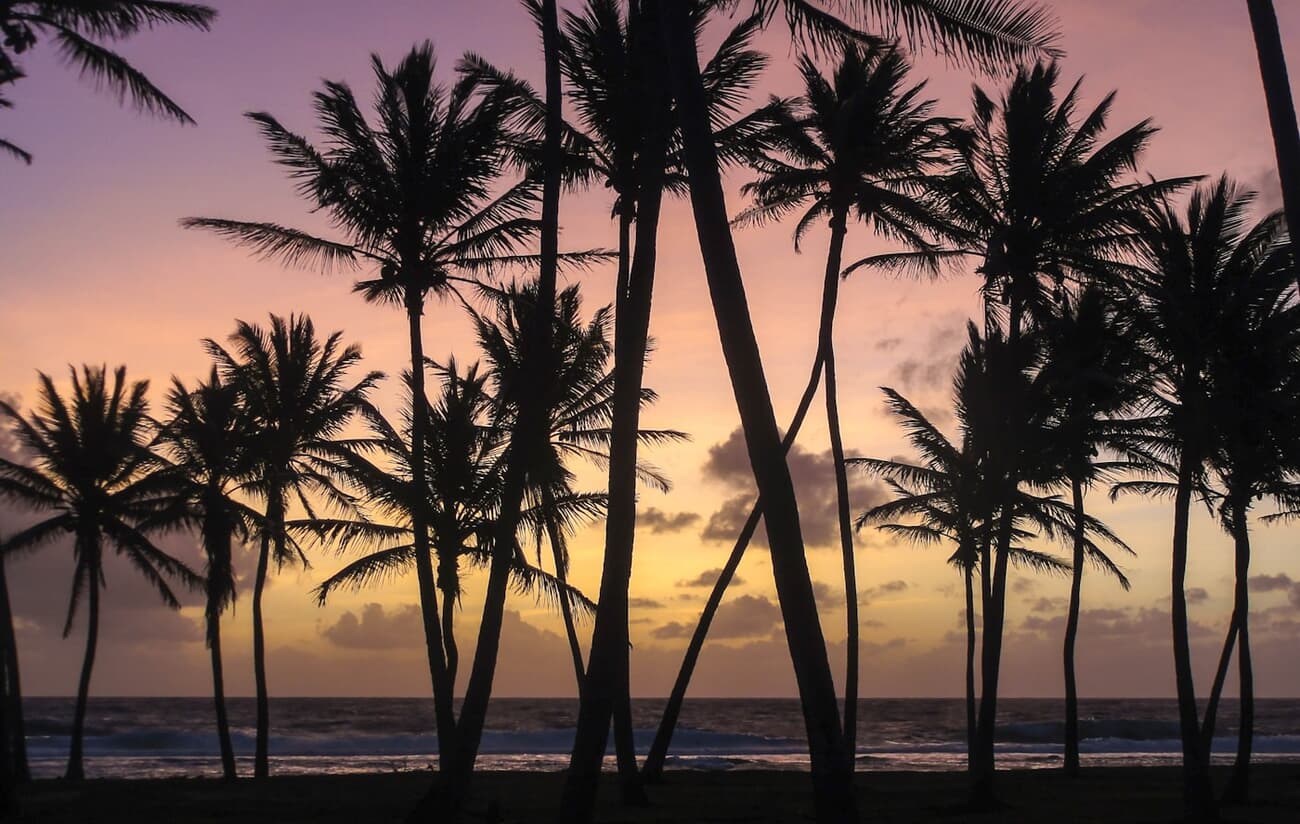 Palm trees silhouetted against a tropical sunset in the Marshall Islands