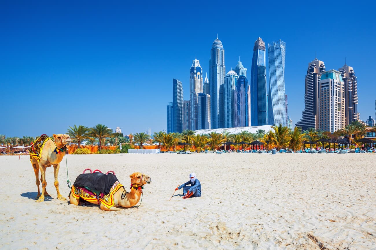 Camels on a beach with the Dubai skyline in the background