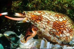 A colorful marine mollusk, known as a cone snail, with a patterned shell and extended proboscis, on the ocean floor.