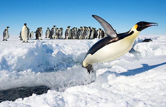 The Most Interesting Animal in the World, Emperor Penguin 3
