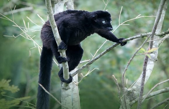 Animals Living in Madagascar 6