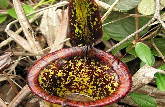 The Rarest Plants of the World 1