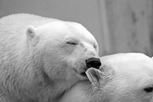 A black and white photo of two polar bears, one appears to be nuzzling or kissing the other on the forehead.