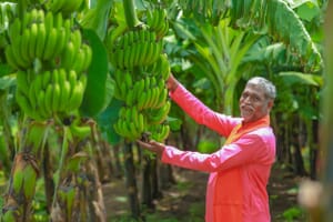world's biggest banana producer India