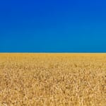 Blue skies can be seen over a yellow wheat field.