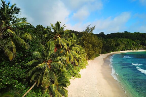 A palm tree-lined beach in Seychelles.