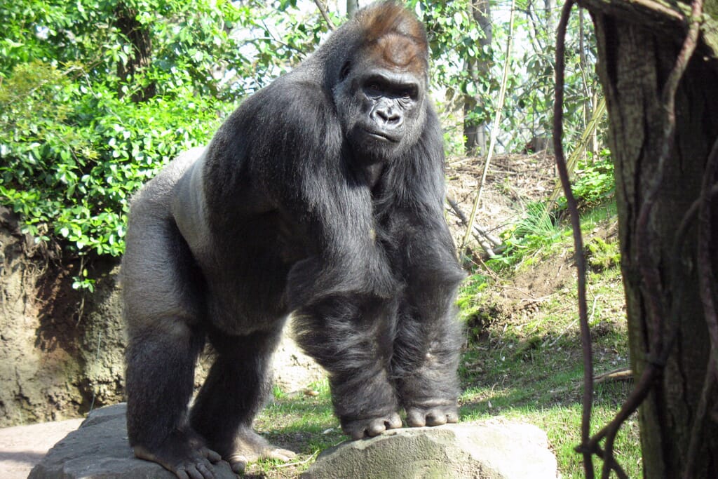 Gorilla in a US Zoo