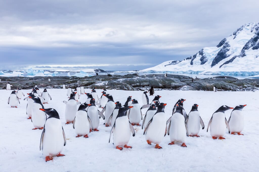 Gentoo Penguins in the Antartica desert.