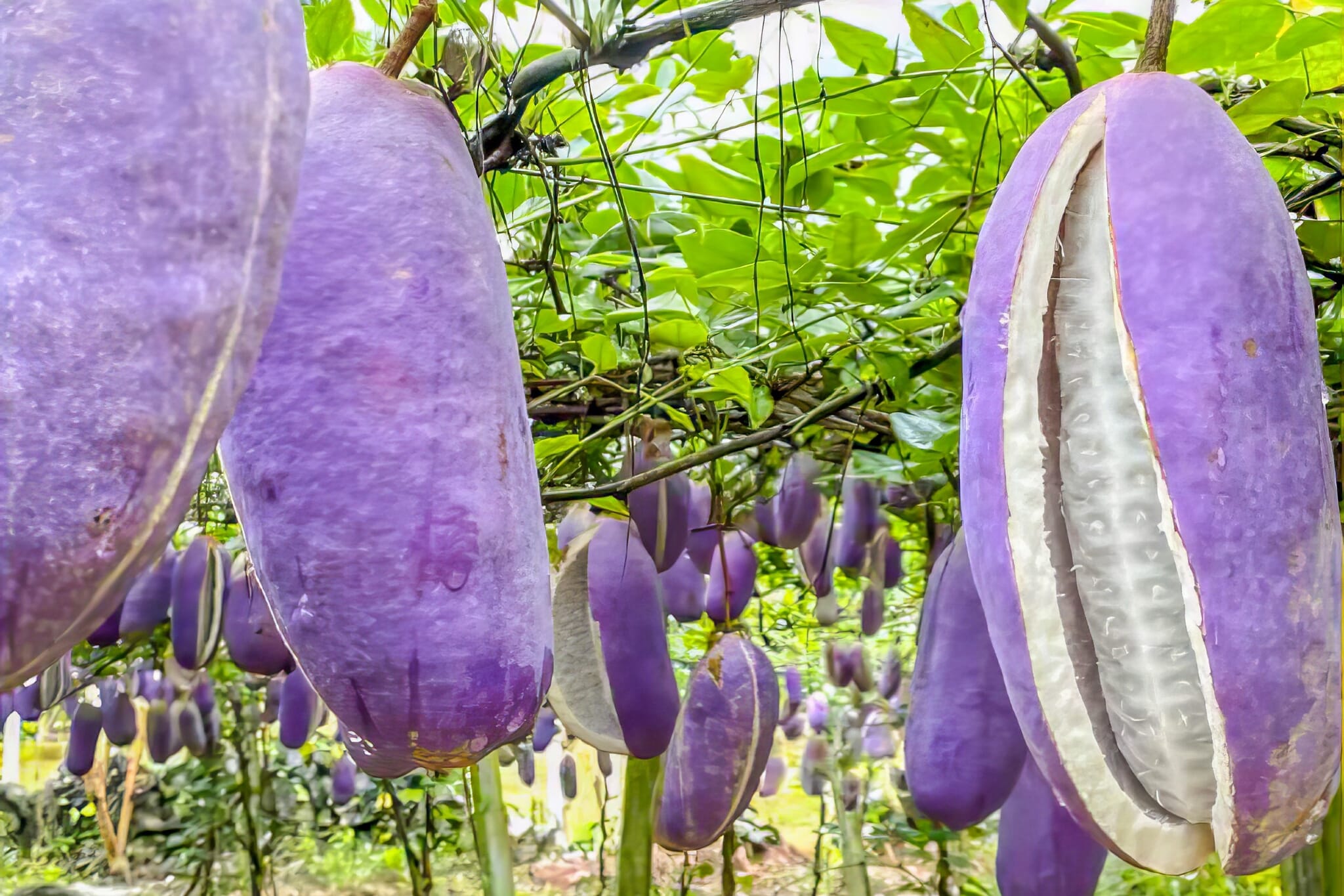 Rare Fruits In The World Our Top 10 Picks Mappr rare-fruits-in-the-world-our-top-10-picks-mappr