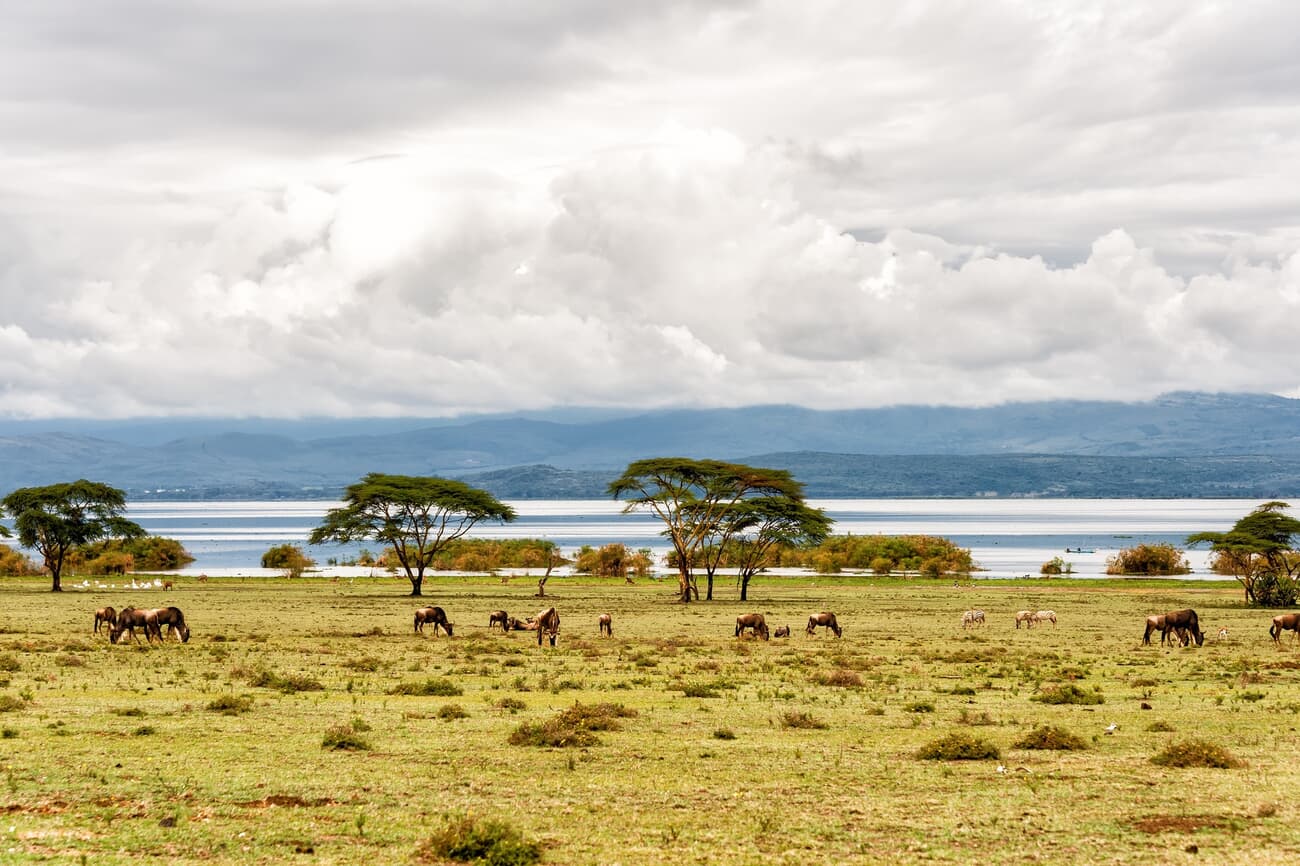 Area around Naivasha Lake