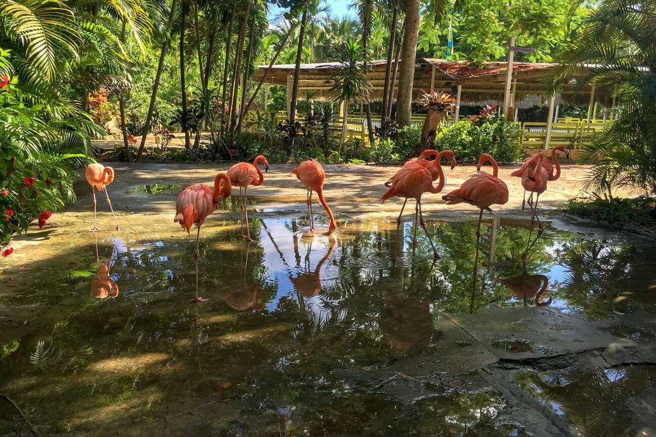 Ardastra Gardens: Home to the Bahamas' only zoo