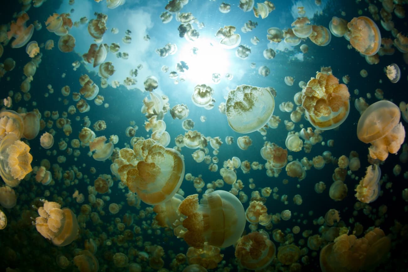 Jellyfish Lake, isolated for thousands of years, is home to millions of non-stinging jellyfish