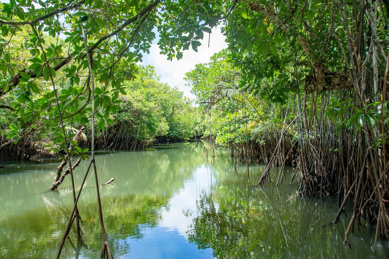 Mangrove Forests, a unique ecosystem vital to Palau's environmental balance