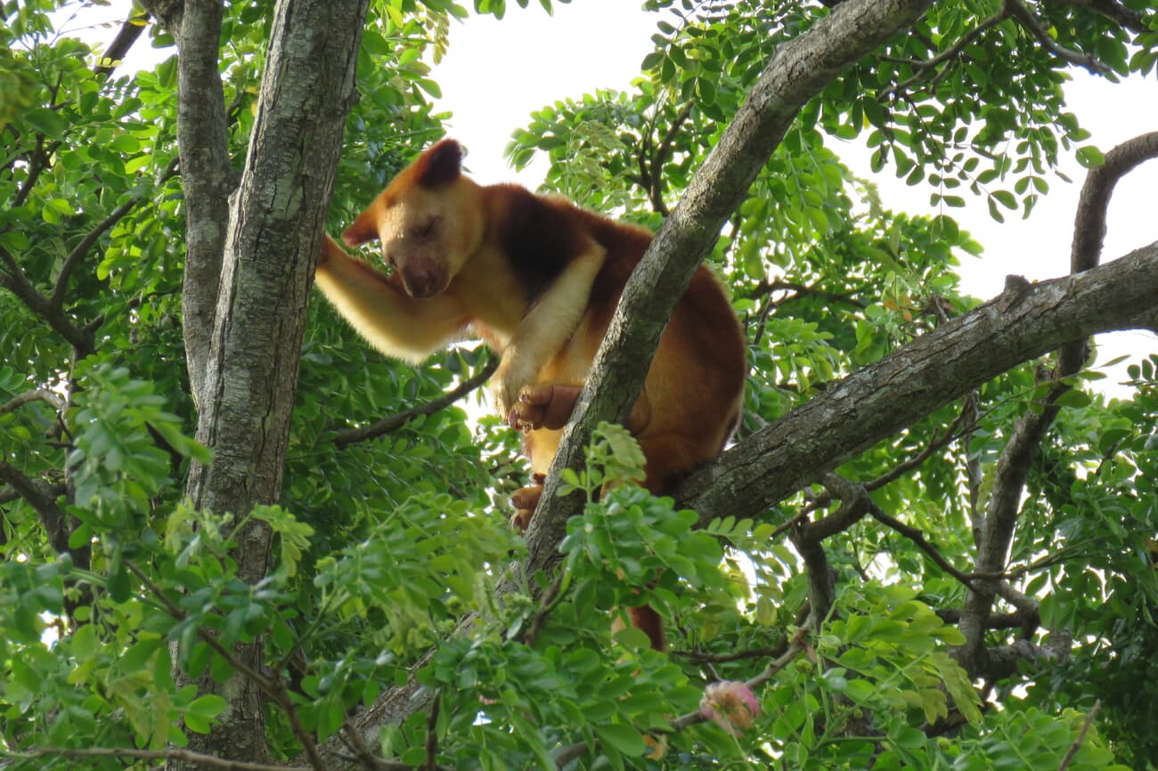 Tree Kangaroo in the Nature Park of Port Moresby