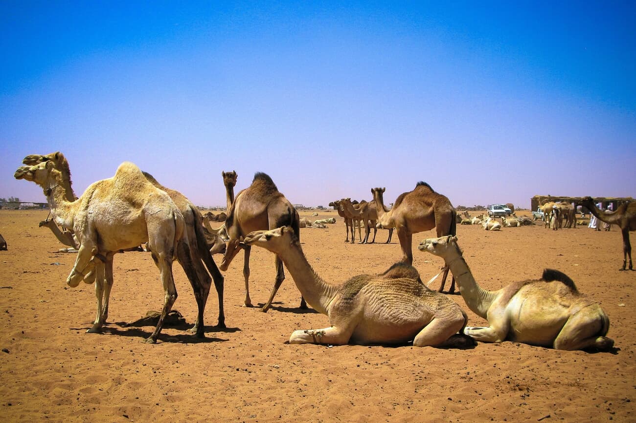 Omdurman Camel Market, a riveting display of traditional commerce