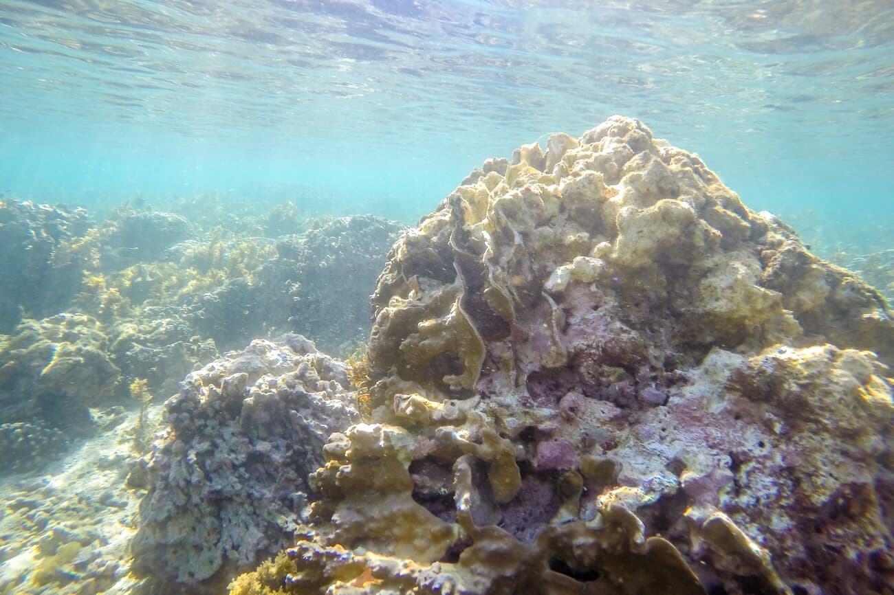 Palolo Deep Marine Reserve, known for its vibrant coral reefs and diverse marine life