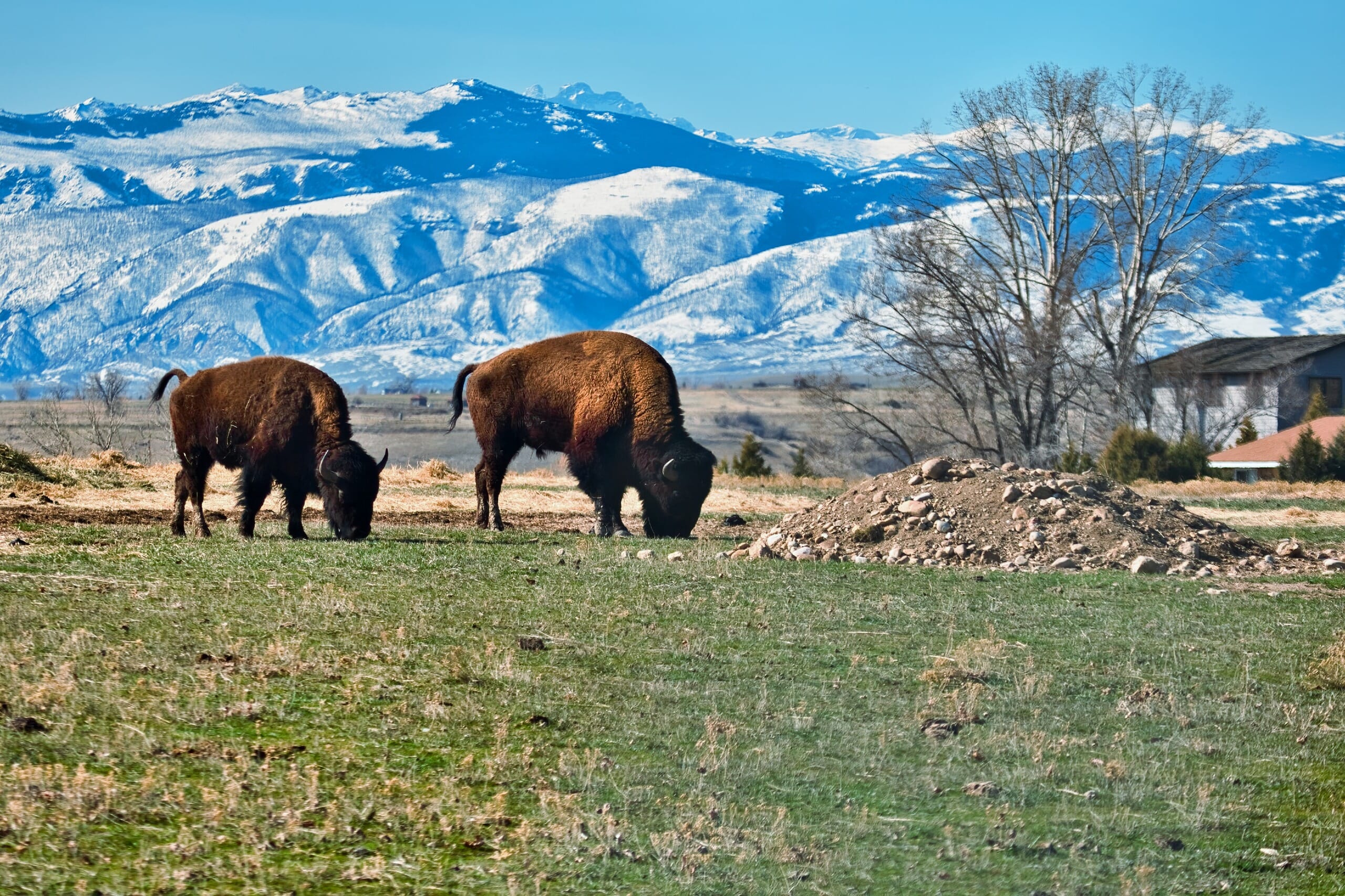 Two American bison grazing on a field with snow-covered mountains in the background and a clear blue sky.