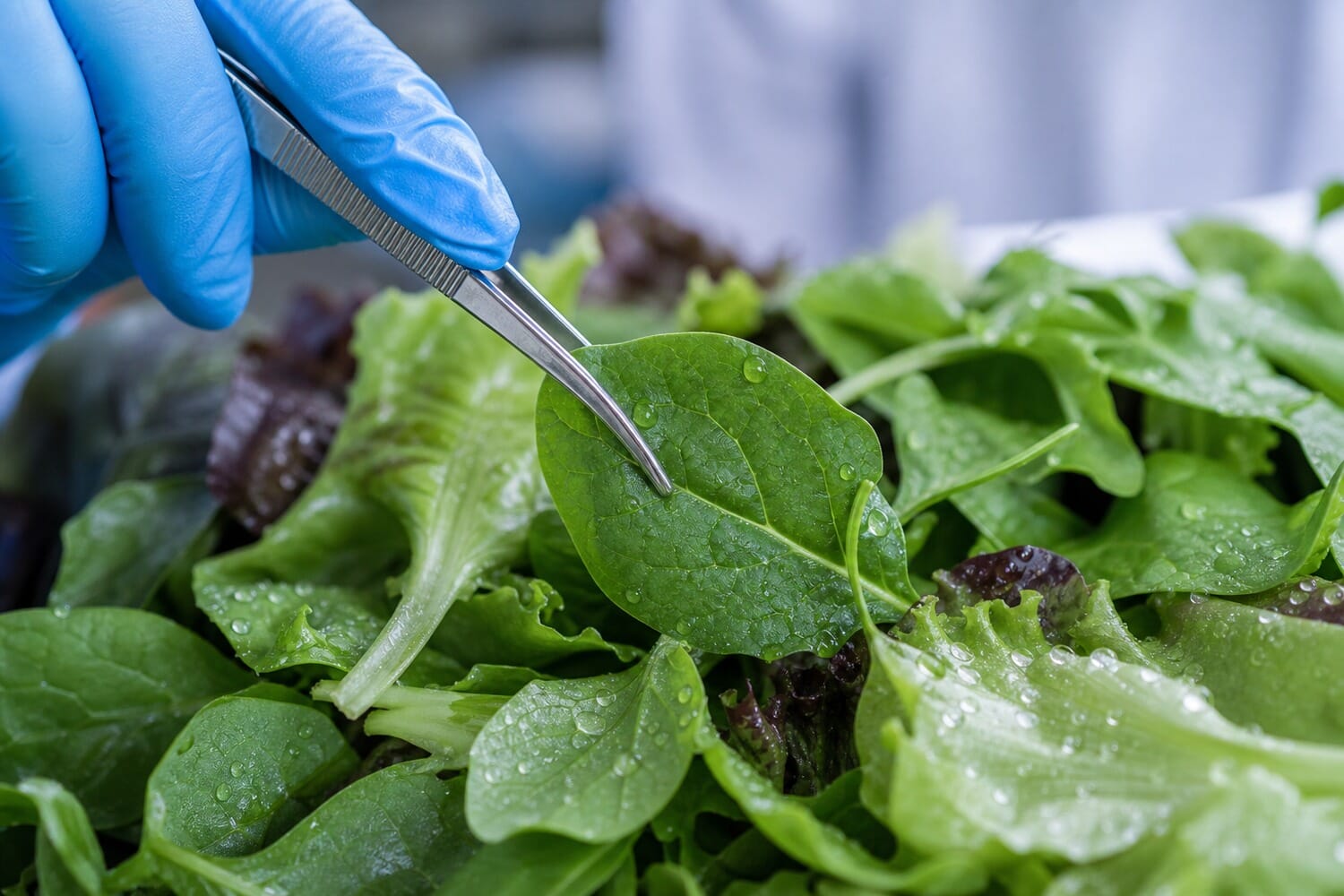 Mapped: The 2026 US Cyclospora Outbreak, Centered on Michigan